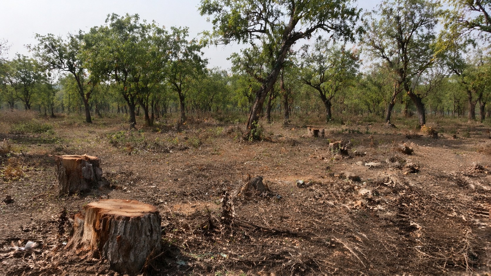 Khair forest belt showing cut stumps and surviving trees.